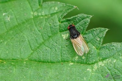 Minettia longipennis