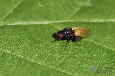 Minettia longipennis