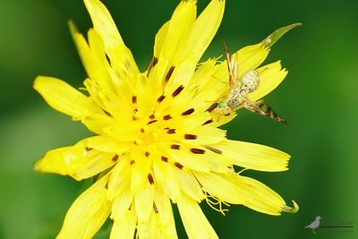 Morgenster boorvlieg / Orellia falcata