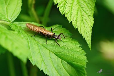 Perla marginata