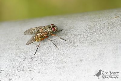 Phaonia valida