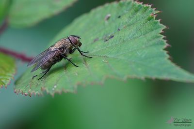 Pollenia spec.