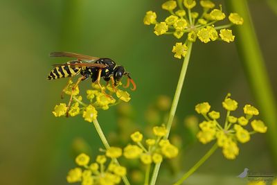 Franse veldwesp / Polistes dominula