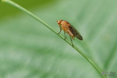 Suillia spec.