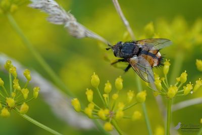 Woeste sluipvlieg / Tachina fera-magnicornis