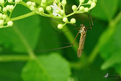 Hoefijzertijger / Nephrotoma appendiculata