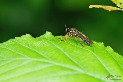 Gewone bladjager / Dioctria hyalipennis