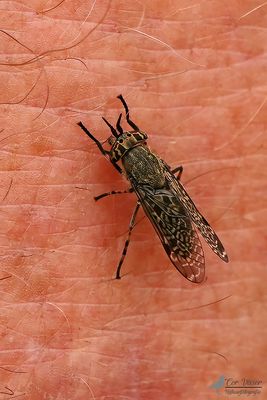 Gewone regendaas / Haematopota pluvialis