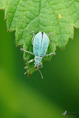 Groene distelsnuitkever / Chlorophanus viridis