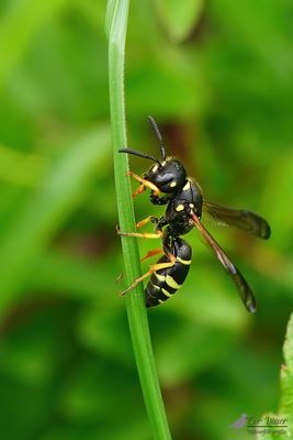 Gymnomerus laevipes
