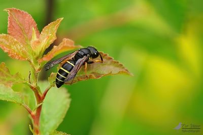 Gymnomerus laevipes