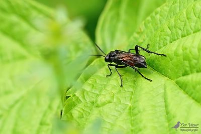 Macrophya annulata