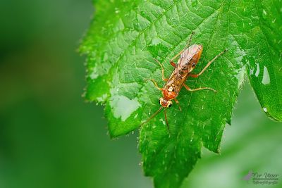 Tenthredopsis spec.