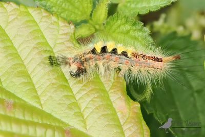 Witvlakvlinder / Orgyia antiqua