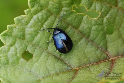 Elzenhaantje / Agelastica alni