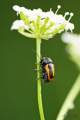 Gestreept steilkopje / Cryptocephalus vittatus