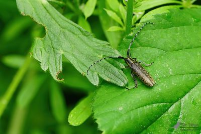 Gewone distelboktor / Agapanthia villosoviridescens