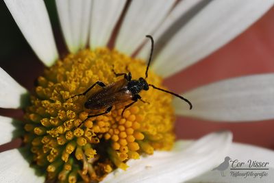 Ingekeepte smalboktor / Pseudovadonia livida