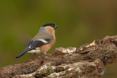 Goudvink / Eurasian bullfinch