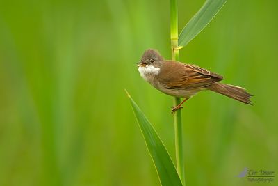 Grasmus / Common white-throat