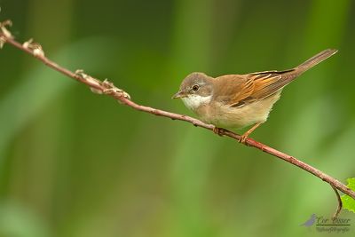 Grasmus / Common white-throat