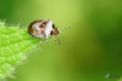 Wantsen / Heteroptera