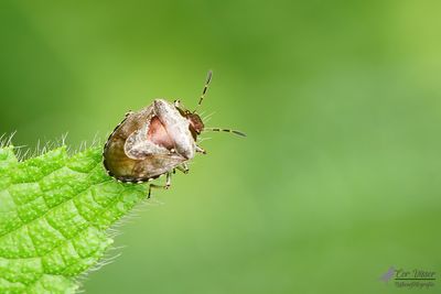 Andoornschildwants / Eysarcoris venustissimus