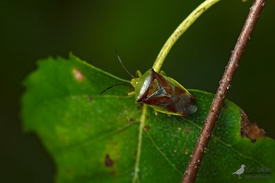 Berkenkielwants / Elasmostethus interstinctus