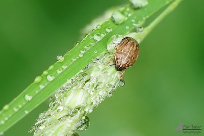 Grasschildwants / Neottiglossa pusilla