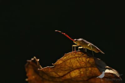 Stippelblindwants / Pantilius tunicatus