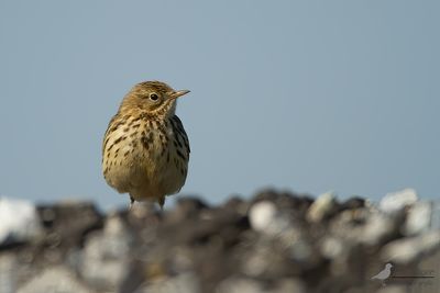 Graspieper / Meadow Pipit