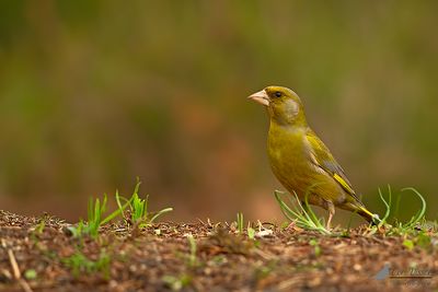 Groenling / Greenfinch