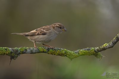 Huismus / House sparrow