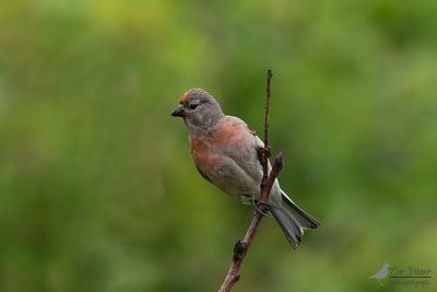Kneu / Common linnet