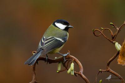 Koolmees / Great tit