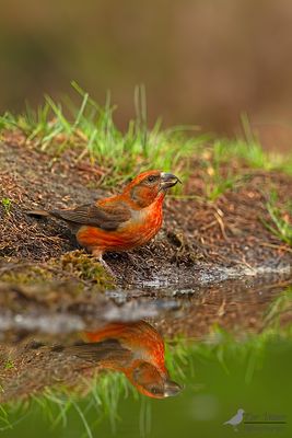 Kruisbek / Common grossbill