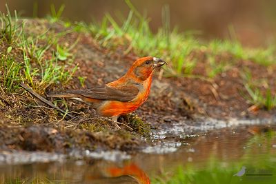 Kruisbek / Common grossbill