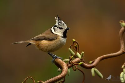 Kuifmees / European crested tit