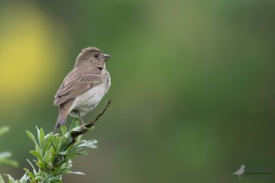Roodmus / Common rosefinch