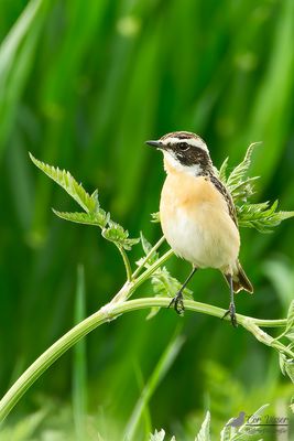 Paapje / Whinchat