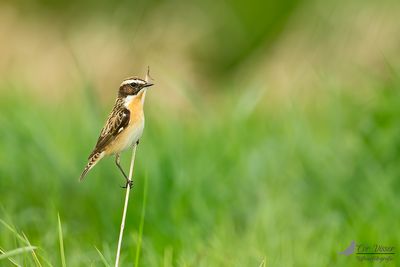 Paapje / Whinchat