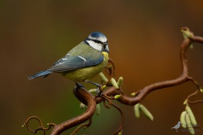 Pimpelmees / Eurasian blue tit