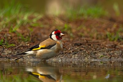 Putter / European goldfinch
