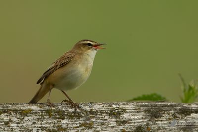 Rietzanger / Sedge warbler