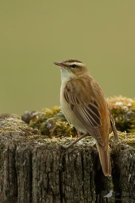 Rietzanger / Sedge warbler