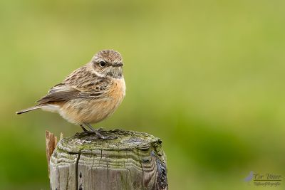 Roodborsttapuit / European stonechat