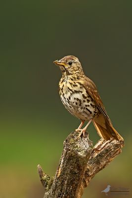 Zanglijster / Song thrush