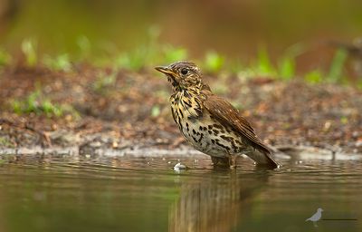 Zanglijster / Song thrush