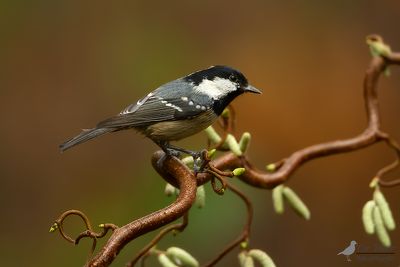 Zwarte Mees / Coal tit