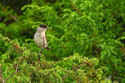 Zwartkop / Blackcap